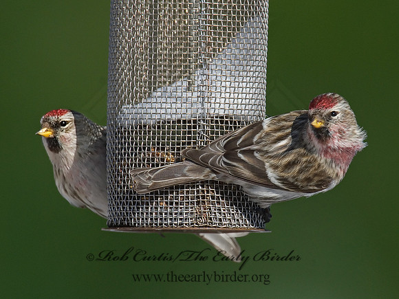 Acanthis flammea  COMMON REDPOLL 6030134