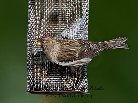 Acanthis flammea  COMMON REDPOLL 6030179