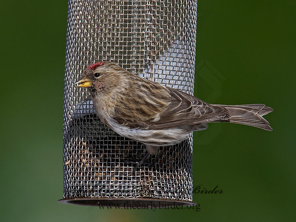 Acanthis flammea  COMMON REDPOLL 6030180
