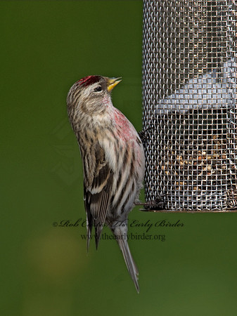 Acanthis flammea  COMMON REDPOLL 6030183