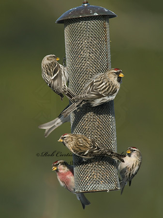 Acanthis flammea  COMMON REDPOLL 7013844