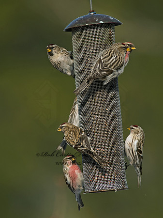 Acanthis flammea  COMMON REDPOLL 7013847