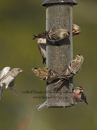 Acanthis flammea  COMMON REDPOLL 7013849