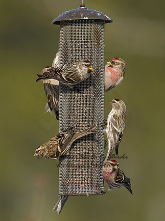 Acanthis flammea  COMMON REDPOLL 7013850