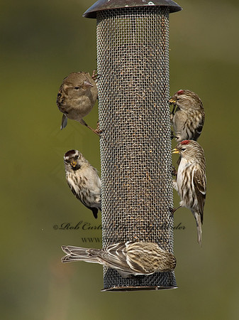 Acanthis flammea  COMMON REDPOLL 7013855