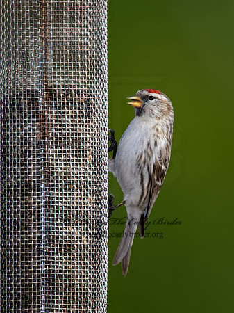 Acanthis flammea  COMMON REDPOLL 8001185