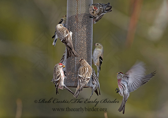 Acanthis flammea  COMMON REDPOLL 8001191