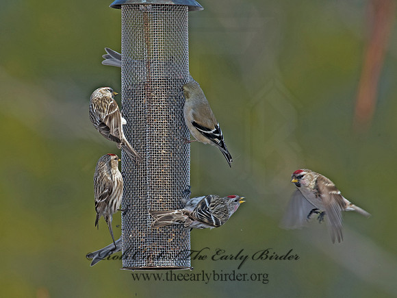 Acanthis flammea  COMMON REDPOLL 8001192