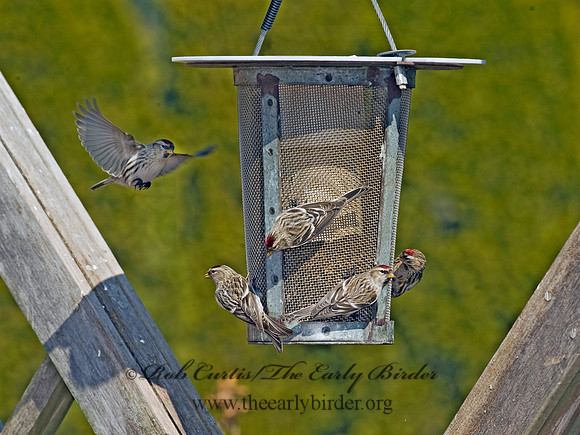 Acanthis flammea  COMMON REDPOLL 8010666