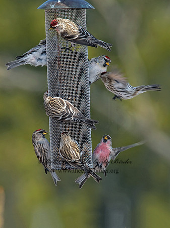 Acanthis flammea  COMMON REDPOLL 8001193