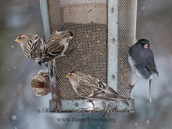 Acanthis flammea  COMMON REDPOLL 6029901