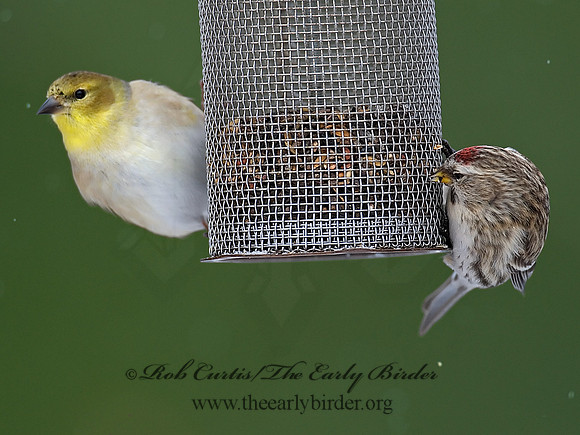 Acanthis flammea  COMMON REDPOLL 6029920