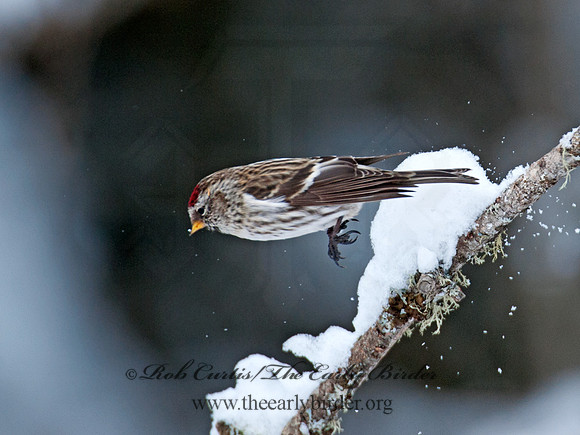 Acanthis flammea  COMMON REDPOLL 8030731