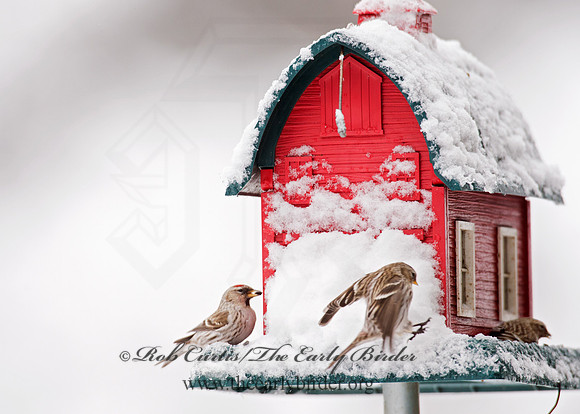 Acanthis flammea  COMMON REDPOLL 9008433