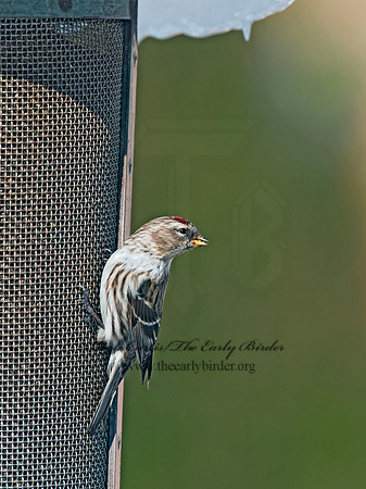 Acanthis flammea  COMMON REDPOLL 3012430