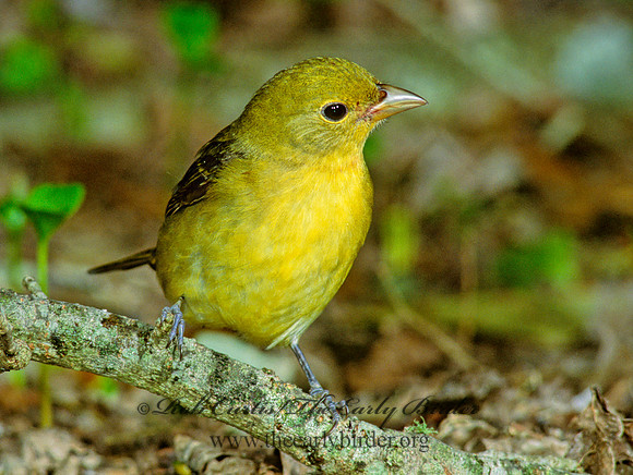 Piranga olivacea  SCARLET TANAGER 185707