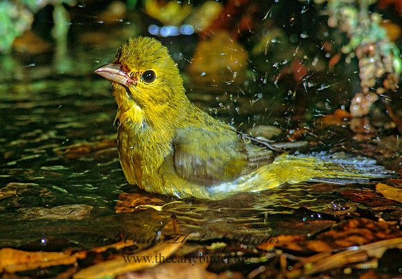 Piranga olivacea  SCARLET TANAGER 192114