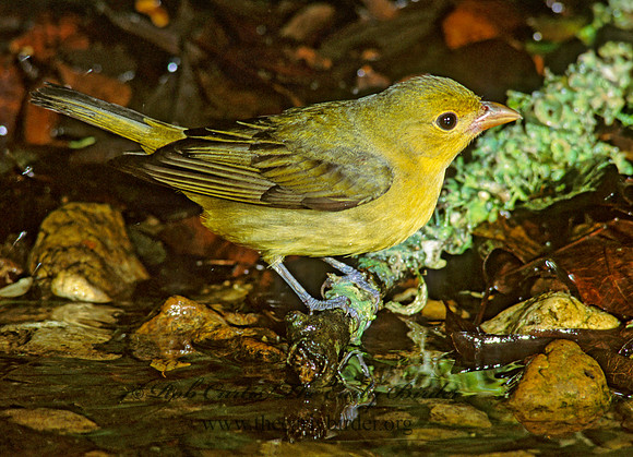 Piranga olivacea  SCARLET TANAGER 192608