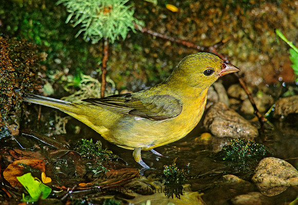 Piranga olivacea  SCARLET TANAGER 192232