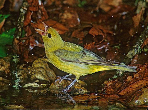 Piranga olivacea  SCARLET TANAGER 191418