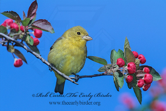 Piranga olivacea  SCARLET TANAGER 288710