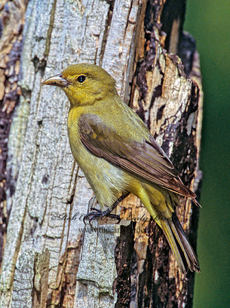 Piranga olivacea  SCARLET TANAGER 299429