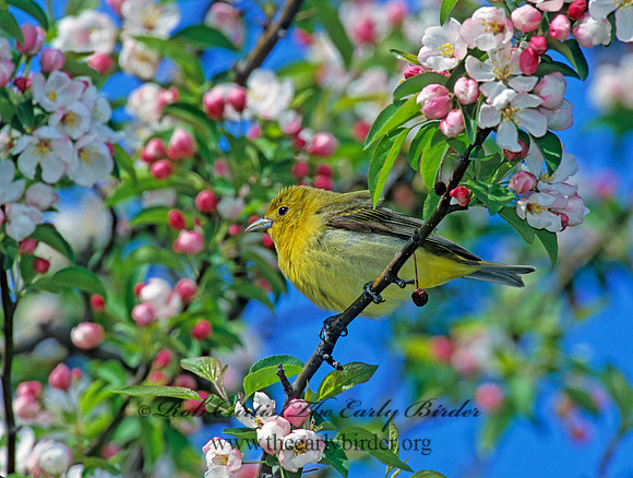 Piranga olivacea  SCARLET TANAGER 288719