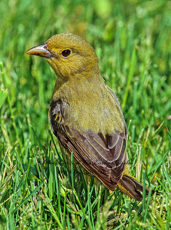 Piranga olivacea  SCARLET TANAGER 299435