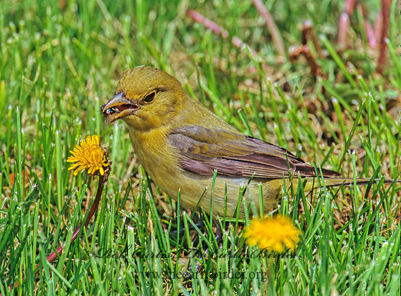 Piranga olivacea  SCARLET TANAGER 299431