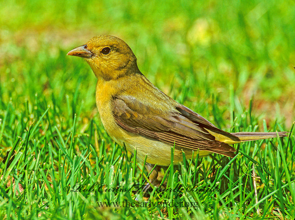 Piranga olivacea  SCARLET TANAGER 299515