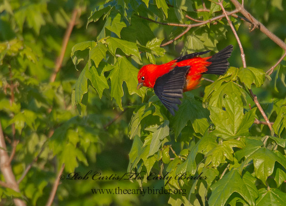 Piranga olivacea  SCARLET TANAGER 9001220