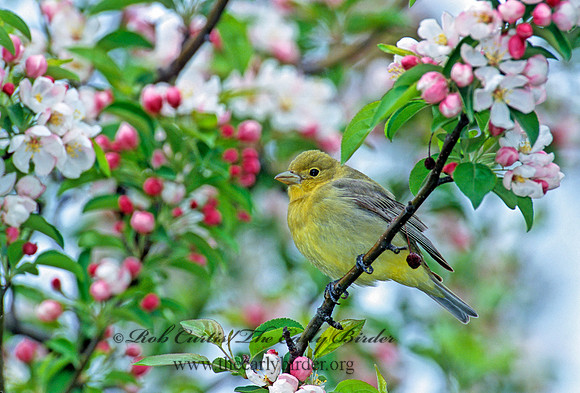 Piranga olivacea  SCARLET TANAGER 1271715