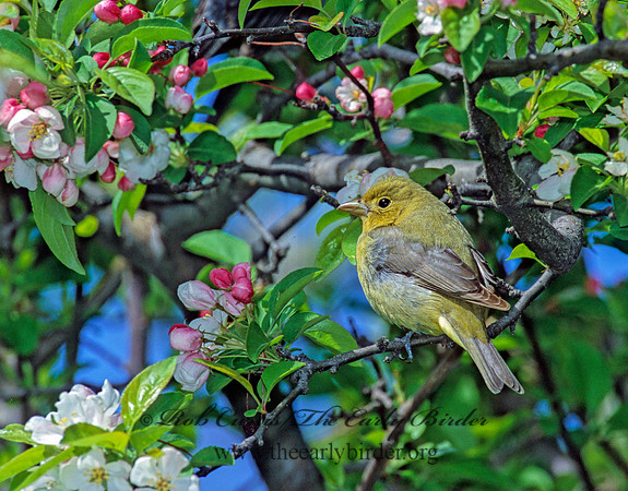 Piranga olivacea  SCARLET TANAGER 1271731