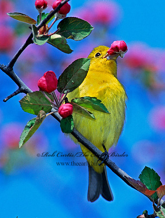 Piranga olivacea  SCARLET TANAGER 1271734