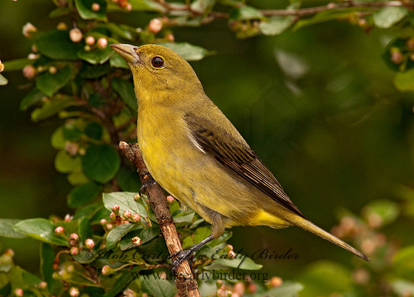 Piranga olivacea  SCARLET TANAGER 3002312