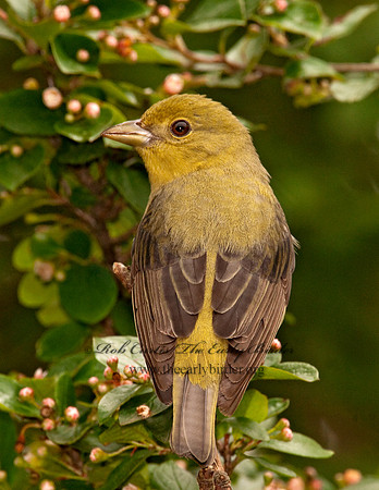 Piranga olivacea  SCARLET TANAGER 3002317