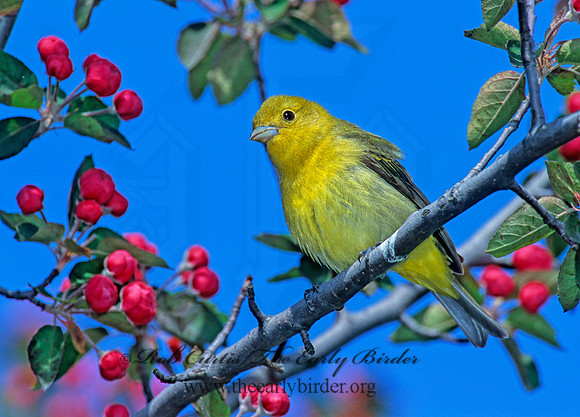 Piranga olivacea  SCARLET TANAGER 1271736