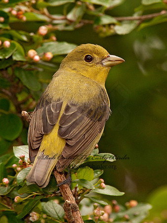 Piranga olivacea  SCARLET TANAGER 3002319