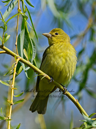 Piranga olivacea  SCARLET TANAGER 3020729