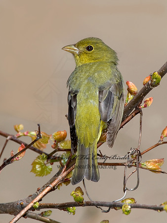 Piranga olivacea  SCARLET TANAGER 6004727