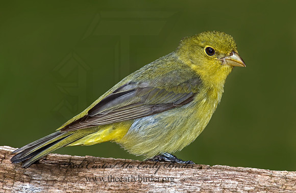 Piranga olivacea  SCARLET TANAGER 6004712
