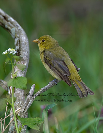 Piranga olivacea  SCARLET TANAGER 6004756