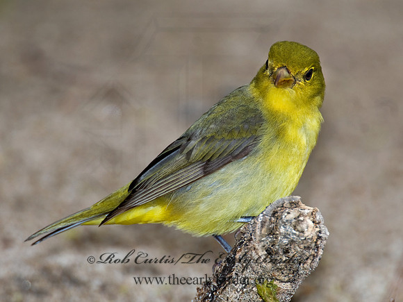 Piranga olivacea  SCARLET TANAGER 6004760