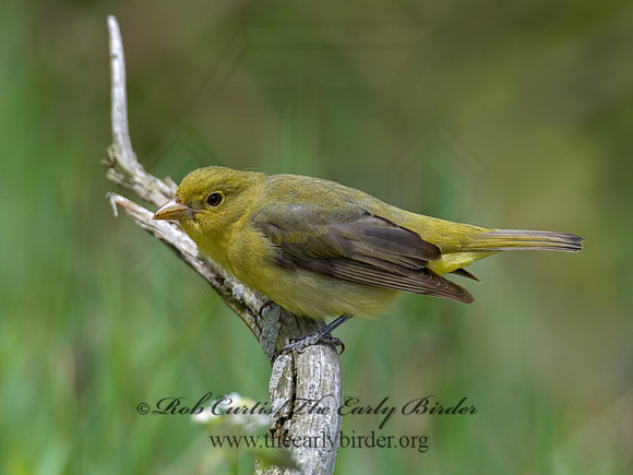 Piranga olivacea  SCARLET TANAGER 6004791
