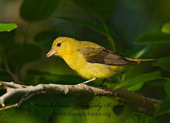 Piranga olivacea  SCARLET TANAGER 7002726