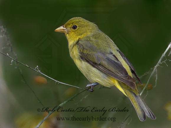 Piranga olivacea  SCARLET TANAGER 6004795