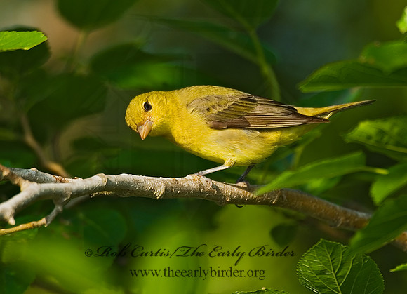 Piranga olivacea  SCARLET TANAGER 7002730