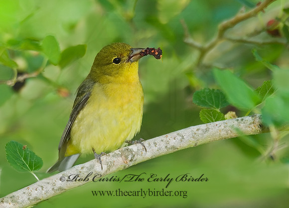 Piranga olivacea  SCARLET TANAGER 7002588