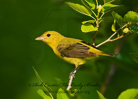 Piranga olivacea  SCARLET TANAGER 7002739