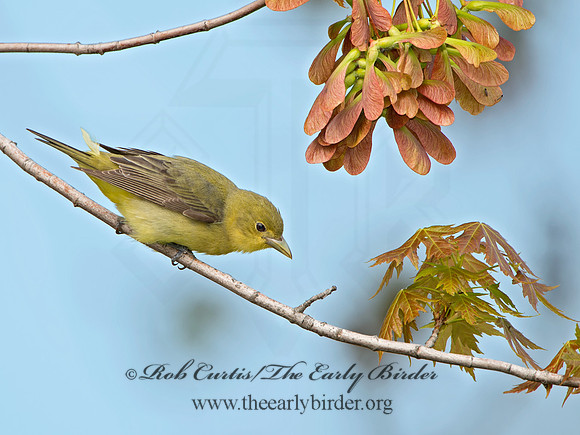 Piranga olivacea  SCARLET TANAGER 9029214